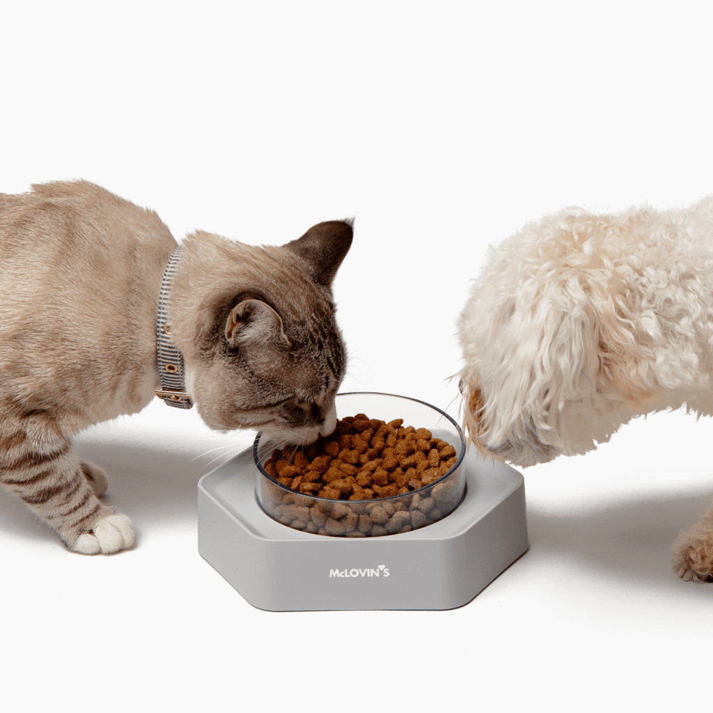 All CatsMcLovin's 8 Degree Titled Design Food Bowl