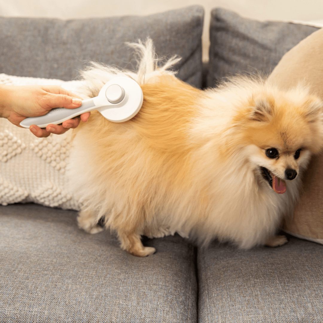 Retractable dog online brush