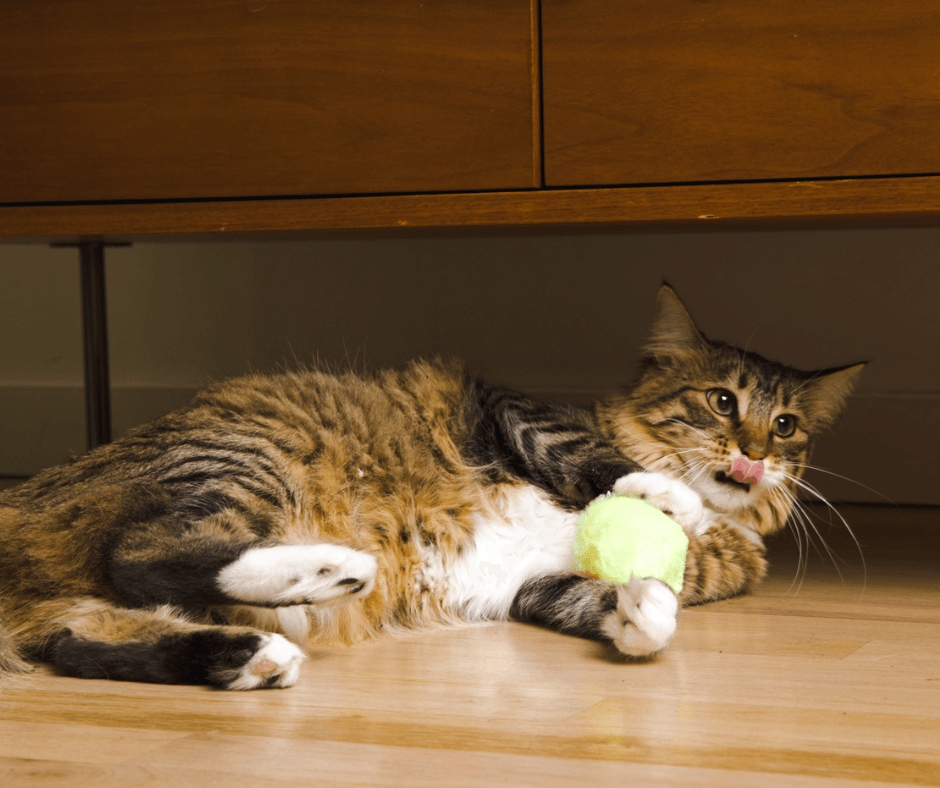 McLovin\'s Pet Food mclovin cat pom pom balls - cat toy balls feature  chirping sound for